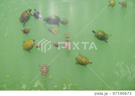 Top view of moss covered turtle shells in a brackish water of a lake in Destin, Florida 97590673