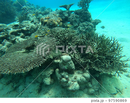 環境問題、死んだサンゴに集まる魚 97590869