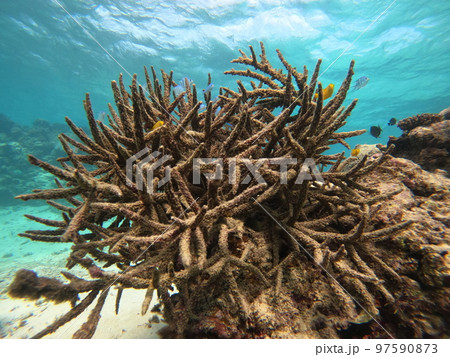温暖化、サンゴ白化後の様子 97590873