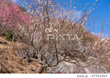（神奈川県）湯河原梅林・梅の宴 97591064