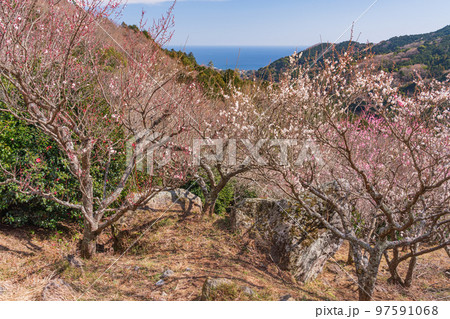 (神奈川県)湯河原梅林・梅の宴 (神奈川県)湯河原梅林・梅の宴 97591068