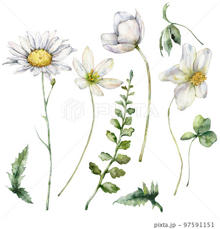 Watercolor meadow flowers set of chamomile, buttercup, geranium and clover. Hand painted floral illustration isolated on white background. For design, print, fabric or background. Watercolor meadow flowers set of chamomile, buttercup, geranium and clover. Hand painted floral illustration isolated on white background. For design, print, fabric or background. 97591151