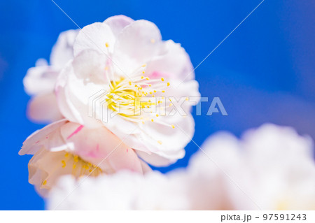 （神奈川県）湯河原梅林　梅の花　白梅 97591243