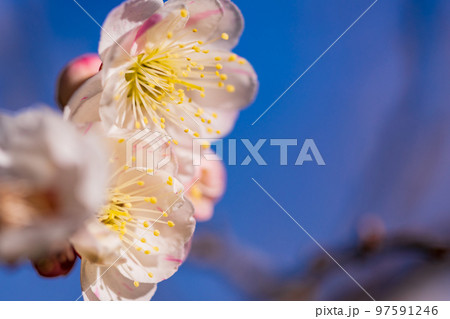 （神奈川県）湯河原梅林　梅の花　白梅 97591246