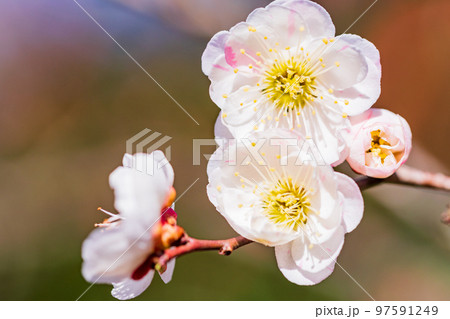 （神奈川県）湯河原梅林　梅の花　白梅 97591249