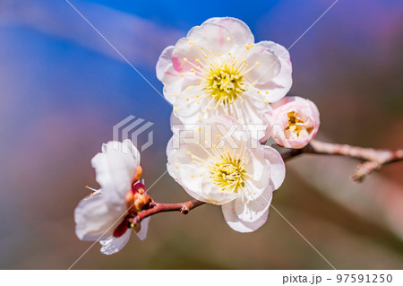 (神奈川県)湯河原梅林 梅の花 白梅 (神奈川県)湯河原梅林 梅の花 白梅 97591250