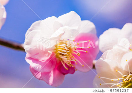 （神奈川県）湯河原梅林　梅の花　白梅 97591257