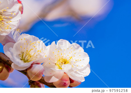 （神奈川県）湯河原梅林　梅の花　白梅 97591258