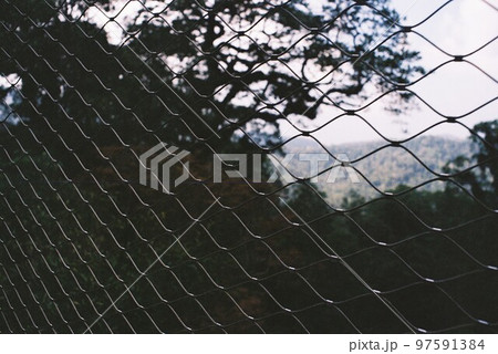 Canopy Walk 97591384