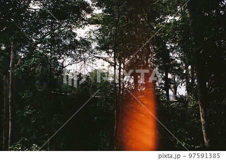 Canopy Walk 97591385