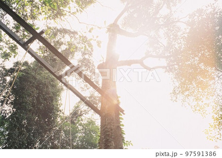 Treetop walk 97591386