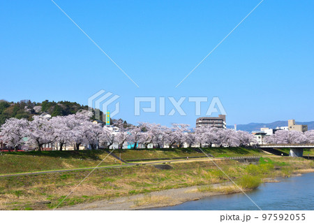 桜景 福井 足羽川 桜景 福井 足羽川 97592055