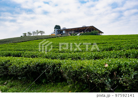 チュイフォン茶畑　タイ王国チェンライ 97592141