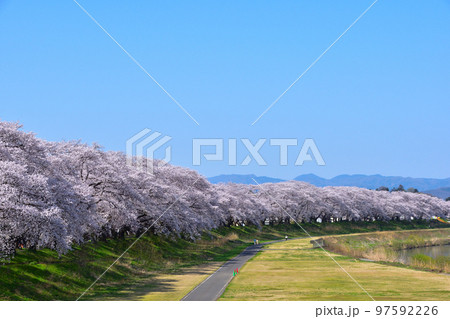 桜景　福井　足羽川 97592226