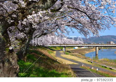 桜景 福井 足羽川 桜景 福井 足羽川 97592335