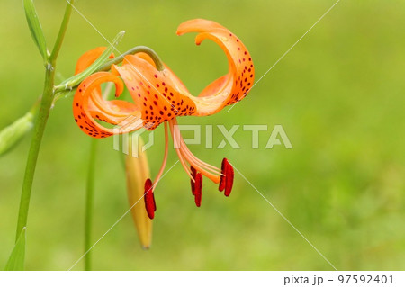 野に咲くコオニユリ　初秋　オレンジ色の花　緑の自然背景 97592401