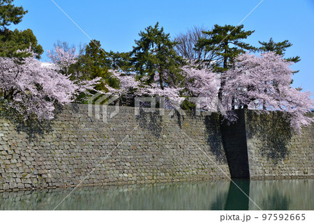 桜景　福井城址 97592665