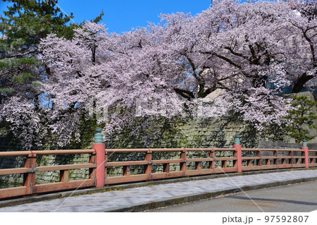 桜景　福井城址　御本城橋 97592807