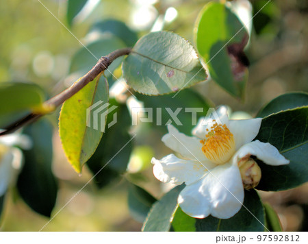 12月に咲いたユチャ（油茶）の花 97592812