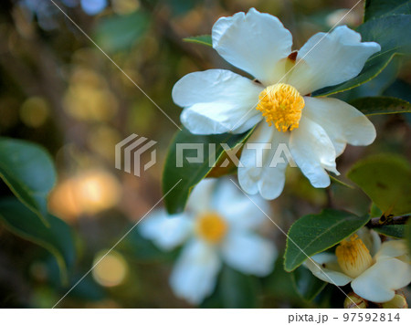 12月に咲いたユチャ（油茶）の花 97592814