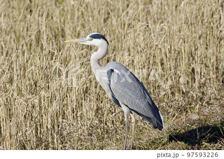 青鷺 heron / Japan 97593226