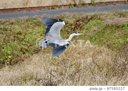 青鷺 heron / Japan 青鷺 heron / Japan 97593227