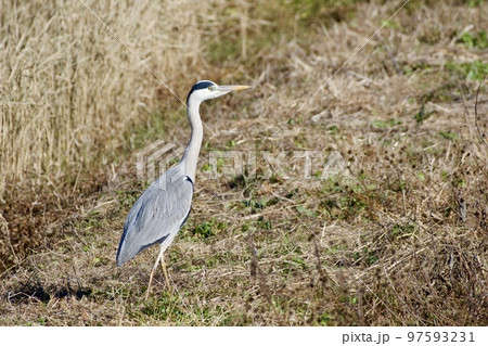 青鷺 heron / Japan 97593231