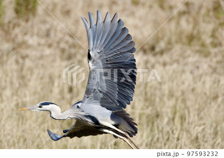 青鷺 heron / Japan 青鷺 heron / Japan 97593232
