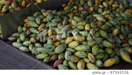 Stack of colorful ripe cocoa pod 97593526