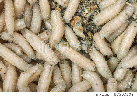 Many maggots close-up. Fishing bait. Maggot fishing. Many maggots close-up. Fishing bait. Maggot fishing. 97593608