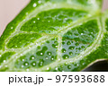 Watering on Anthurium crystallinum plant 97593688