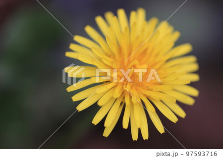 タンポポ 0027の写真素材 [97593716] - PIXTA