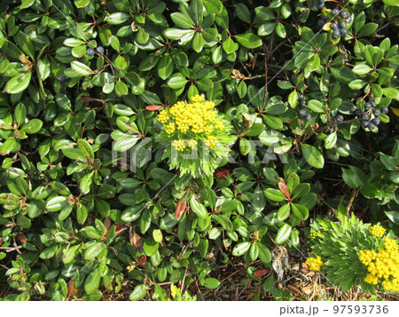 黄色いイソギクの花と熟し始めたシャリンバイの実 97593736