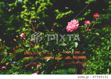 Lush bush of scarlet rose in green thickets 97594132