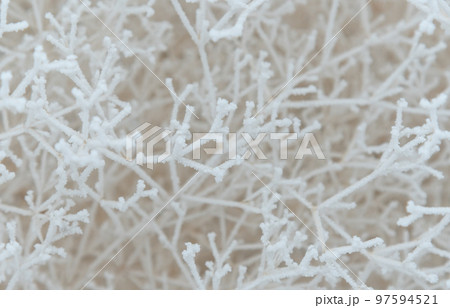 Close-up of snow-covered shrub branches. White tree branches under frost on a frosty day, like a spider web and a frosty three-dimensional pattern. 97594521