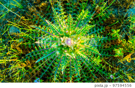 Round green thorn.The texture of the thistle is like a green web of juicy leaves and stems with a purple tint. Round green thorn.The texture of the thistle is like a green web of juicy leaves and stems with a purple tint. 97594556
