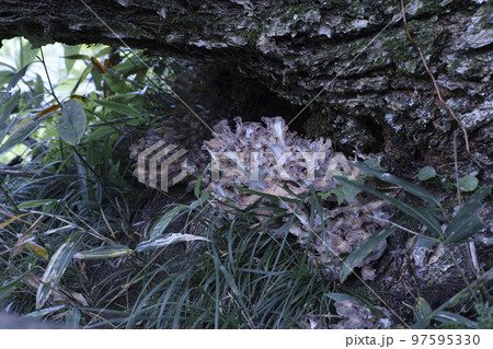 天然舞茸の幼菌 天然舞茸の幼菌 97595330