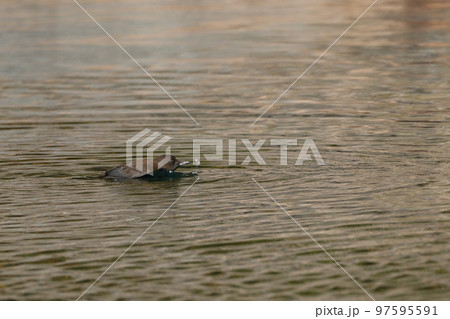 水面の波紋とカワガラス 97595591
