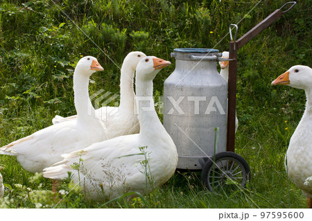 Domestic geese 97595600