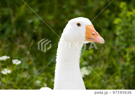 Domestic geese 97595636