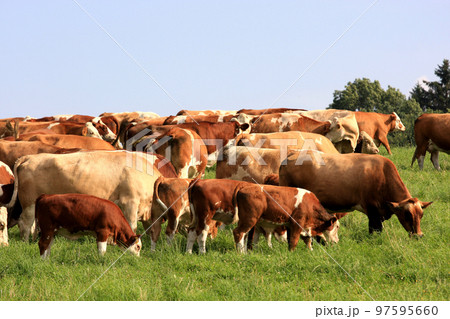 Dairy cows 97595660