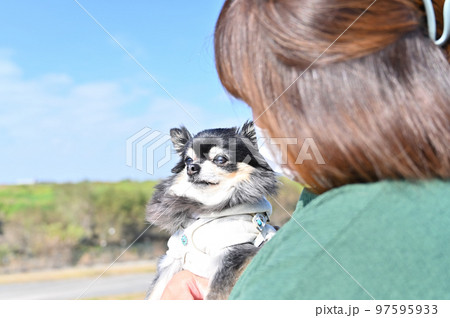 チワワを抱っこ散歩する飼い主の女性 97595933