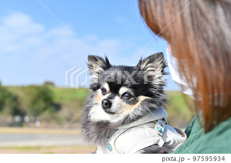 チワワを抱っこ散歩する飼い主の女性の横顔のアップ チワワを抱っこ散歩する飼い主の女性の横顔のアップ 97595934