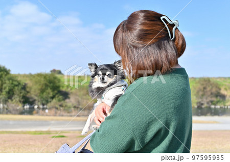 チワワを抱っこ散歩する飼い主の女性 97595935