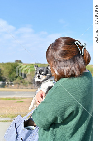 チワワと抱っこ散歩する飼い主の女性 チワワと抱っこ散歩する飼い主の女性 97595936