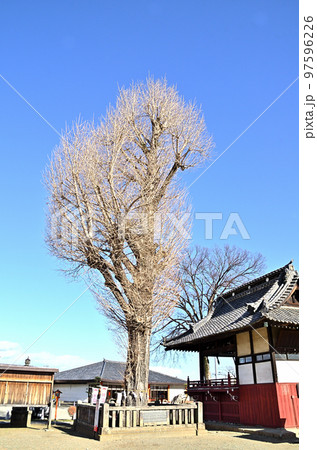 群馬県藤岡市のパワースポット　諏訪神社の御神木 97596226