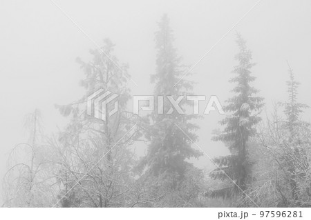 Silhouette of fir tree tops in fog Silhouette of fir tree tops in fog 97596281