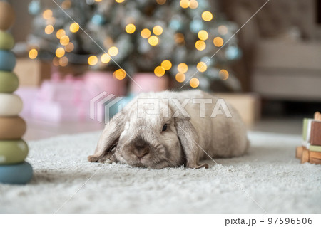 A pet rabbit with long hanging ears sits on a carpet with a Christmas tree indoors A pet rabbit with long hanging ears sits on a carpet with a Christmas tree indoors 97596506