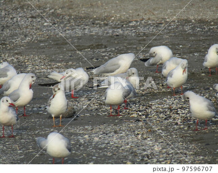 検見川浜の海岸で出会う冬の渡り鳥ユリカモメ 97596707