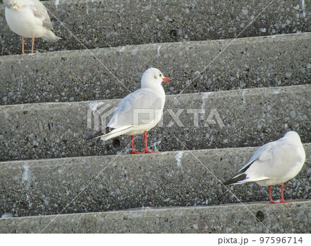 検見川浜の海岸で出会う冬の渡り鳥ユリカモメ 検見川浜の海岸で出会う冬の渡り鳥ユリカモメ 97596714